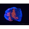 WYSIWYG - RAH Montipora plateau GRAFTED Darth Maul 3