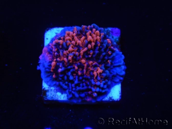 WYSIWYG - RAH Montipora plateau GRAFTED Darth Maul 4
