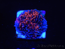 WYSIWYG - RAH Montipora plateau GRAFTED Darth Maul 4