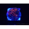 WYSIWYG - RAH Montipora plateau GRAFTED Darth Maul 4