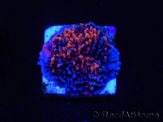 WYSIWYG - RAH Montipora plateau GRAFTED Darth Maul 4