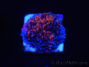 WYSIWYG - RAH Montipora plateau GRAFTED Darth Maul 4