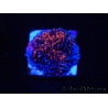 WYSIWYG - RAH Montipora plateau GRAFTED Darth Maul 4
