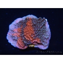 WYSIWYG - RAH Montipora plateau GRAFTED Darth Maul 3