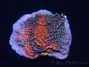 WYSIWYG - RAH Montipora plateau GRAFTED Darth Maul 3