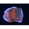 WYSIWYG - RAH Montipora plateau GRAFTED Darth Maul 3