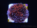 WYSIWYG - RAH Montipora plateau GRAFTED Darth Maul 4