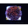 WYSIWYG - RAH Montipora plateau GRAFTED Darth Maul 4