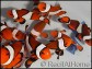Amphiprion ocellaris poissons clowns 