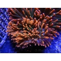 Entacmaea quadricolor Red