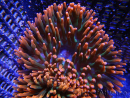 Entacmaea quadricolor Red