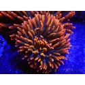 Entacmaea quadricolor Red