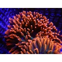 Entacmaea quadricolor Red