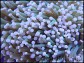 Euphyllia glabrescens pointe blanche S-M