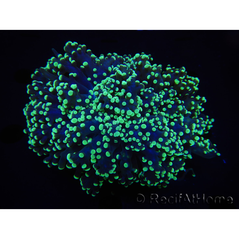 WYSIWYG Euphyllia divisa 10 (Skelett 8 cm/Fleisch 13 cm)