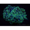 WYSIWYG Euphyllia divisa 10 (Skelett 8 cm/Fleisch 13 cm)