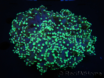 WYSIWYG Euphyllia divisa 10 (Skelett 8 cm/Fleisch 13 cm)