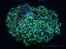 WYSIWYG Euphyllia divisa 10 (Skelett 8 cm/Fleisch 13 cm)