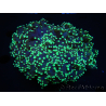 WYSIWYG Euphyllia divisa 10 (Skelett 8 cm/Fleisch 13 cm)