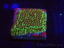 WYSIWYG RAH Red Eye Porites 12C6