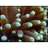 Euphyllia glabrescens pointes fluo green S