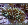 Euphyllia glabrescens pointes fluo green S