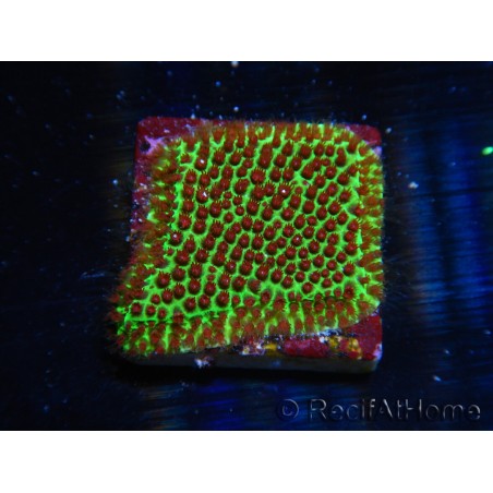 WYSIWYG RAH Red Eye Porites 12C6