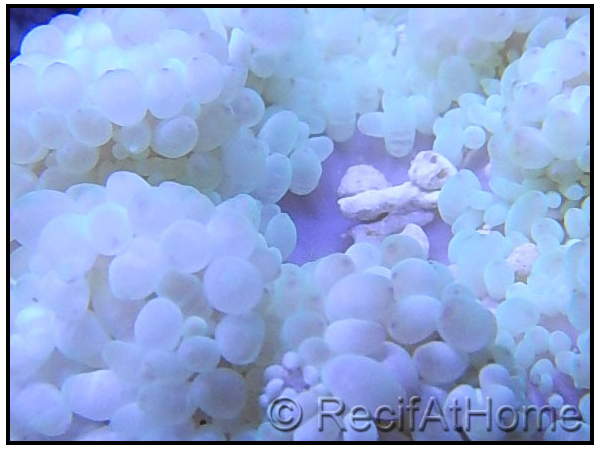 Heteractis malu TAILLE M de sable blanche