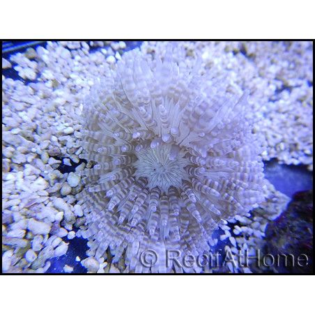 Heteractis aurora