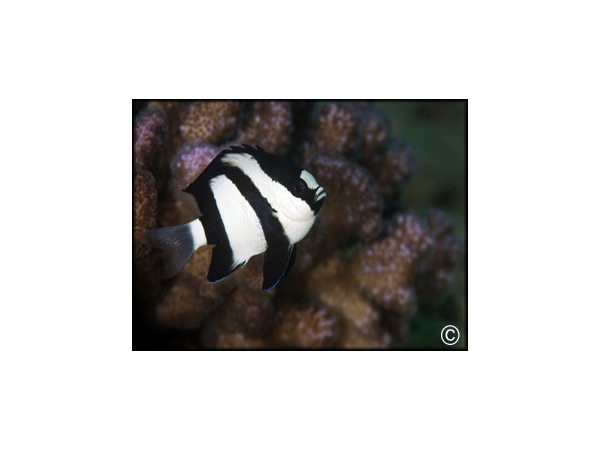 Dascyllus aruanus