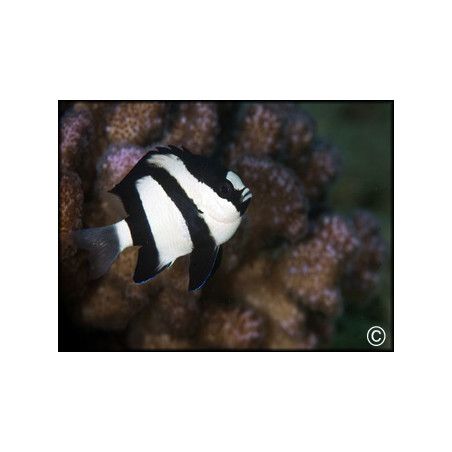 Dascyllus aruanus