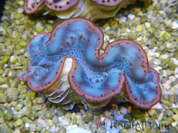 WYSIWYG Tridacna maxima Bénitiers D4 (6 cm)