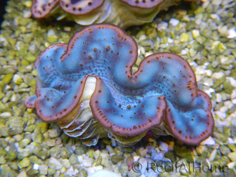 WYSIWYG Tridacna maxima Bénitiers D4 (6 cm)