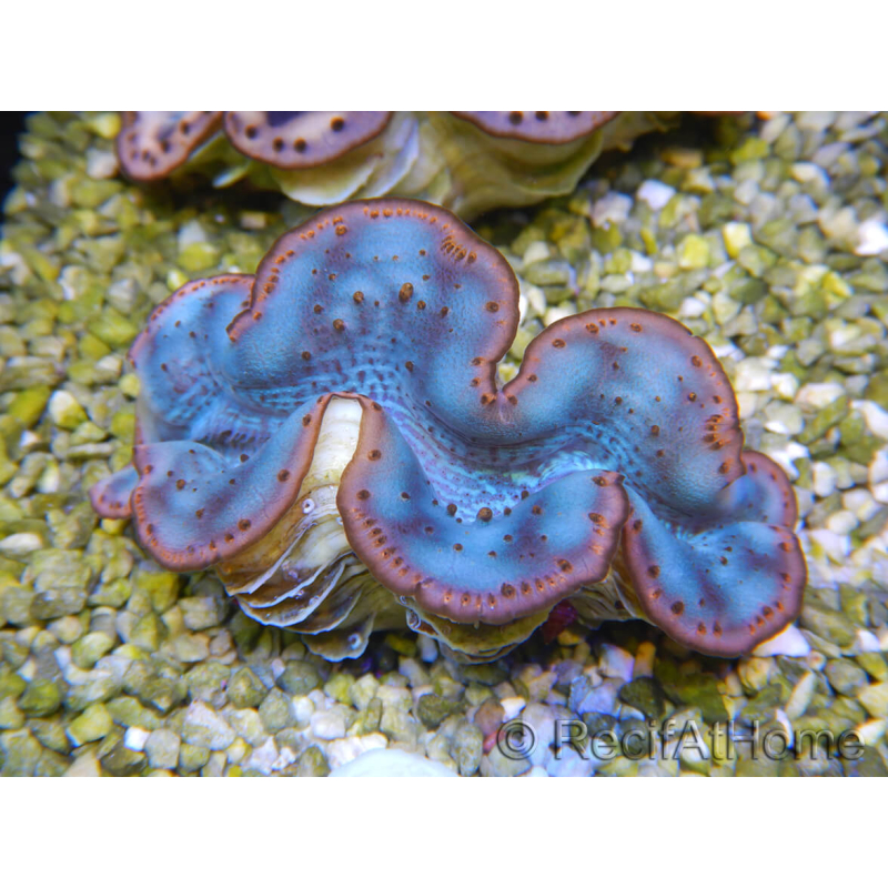 WYSIWYG Tridacna maxima Bénitiers D4 (6 cm)