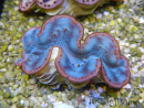 WYSIWYG Tridacna maxima Bénitiers D4 (6 cm)