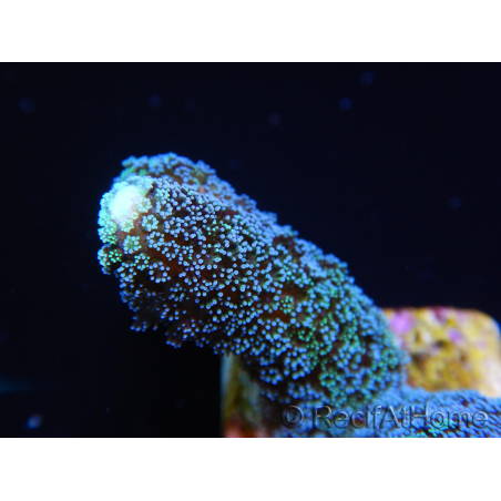 Stylophora milka S