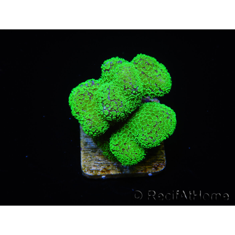 Stylophora Rose grün fluoreszierende Polypen Größe S