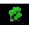 Stylophora Rose grün fluoreszierende Polypen Größe S