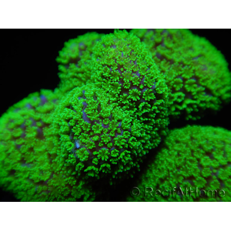 Stylophora Rose polypes vert fluo taille s
