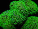 Stylophora Rose green fluorescent polyps size S