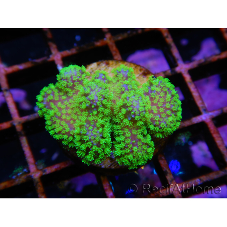 Stylophora Rose green fluorescent polyps size S