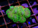 Stylophora Rose green fluorescent polyps size S