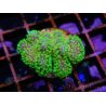 Stylophora Rose grün fluoreszierende Polypen Größe S