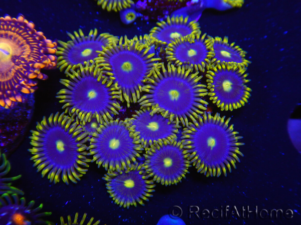 WYSIWYG - Zoanthus Blue Daisy 2S8