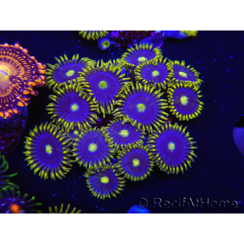 WYSIWYG - Zoanthus Blue Daisy 2S8