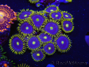WYSIWYG - Zoanthus Blue Daisy 2S8