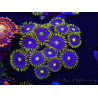 WYSIWYG - Zoanthus Blue Daisy 2S8