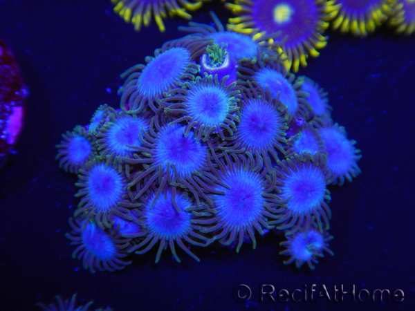 WYSIWYG Zoanthus Nebula 16R11