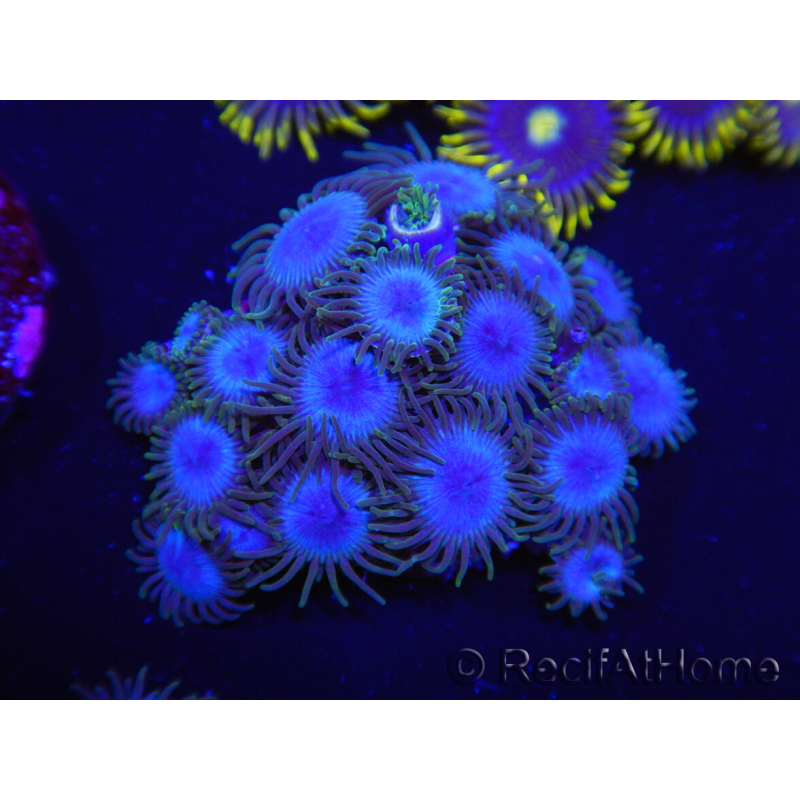 WYSIWYG Zoanthus Nebula 16R11