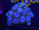 WYSIWYG Zoanthus Nebula 16R11